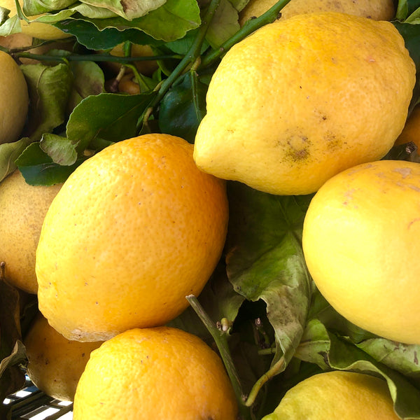 Zitronen aus Sizilien - Italienische Feinkost - Lebensmittel Lieferservice - LuisaKocht Shop
