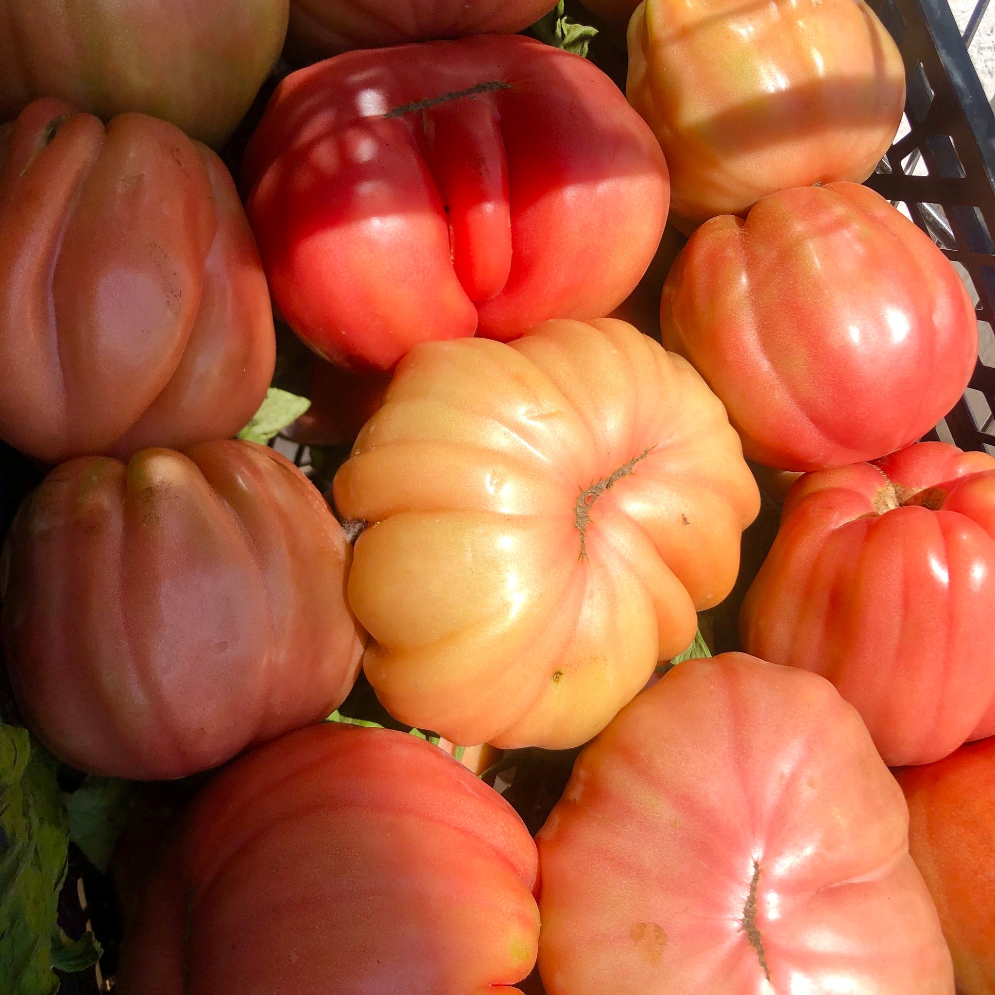 Ochsenherz Tomaten - Italienische Feinkost - Lebensmittel Lieferservice - LuisaKocht Shop